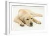 Sleepy Yellow Labrador Puppy, 5 Months-Mark Taylor-Framed Photographic Print