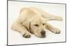 Sleepy Yellow Labrador Puppy, 5 Months-Mark Taylor-Mounted Photographic Print