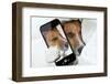 Sleepyhead Selfie Dog-Javier Brosch-Framed Photographic Print