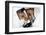 Sleepyhead Selfie Dog-Javier Brosch-Framed Photographic Print