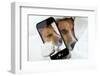 Sleepyhead Selfie Dog-Javier Brosch-Framed Photographic Print