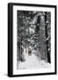 Sleigh-Ride Through the north Shore Woods, Massachusetts, 1800s-null-Framed Giclee Print