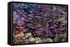 Slender Basslet School in Coral Reef (Luzonichthys Whitleyi)-Reinhard Dirscherl-Framed Stretched Canvas