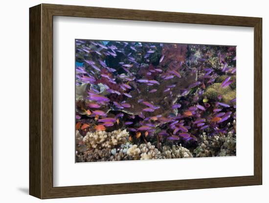 Slender Basslet School in Coral Reef (Luzonichthys Whitleyi)-Reinhard Dirscherl-Framed Photographic Print