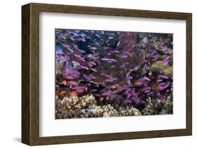 Slender Basslet School in Coral Reef (Luzonichthys Whitleyi)-Reinhard Dirscherl-Framed Photographic Print