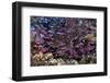 Slender Basslet School in Coral Reef (Luzonichthys Whitleyi)-Reinhard Dirscherl-Framed Photographic Print