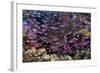 Slender Basslet School in Coral Reef (Luzonichthys Whitleyi)-Reinhard Dirscherl-Framed Photographic Print