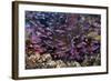 Slender Basslet School in Coral Reef (Luzonichthys Whitleyi)-Reinhard Dirscherl-Framed Photographic Print