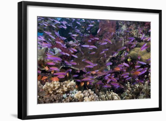 Slender Basslet School in Coral Reef (Luzonichthys Whitleyi)-Reinhard Dirscherl-Framed Photographic Print