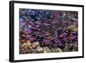 Slender Basslet School in Coral Reef (Luzonichthys Whitleyi)-Reinhard Dirscherl-Framed Photographic Print