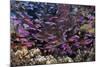 Slender Basslet School in Coral Reef (Luzonichthys Whitleyi)-Reinhard Dirscherl-Mounted Photographic Print