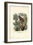 Slender Lori, 1863-79-Raimundo Petraroja-Framed Giclee Print