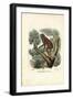 Slender Lori, 1863-79-Raimundo Petraroja-Framed Giclee Print