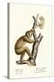 Slender Loris, 1824-Karl Joseph Brodtmann-Stretched Canvas