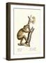 Slender Loris, 1824-Karl Joseph Brodtmann-Framed Premium Giclee Print