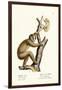 Slender Loris, 1824-Karl Joseph Brodtmann-Framed Giclee Print