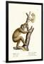 Slender Loris, 1824-Karl Joseph Brodtmann-Framed Giclee Print