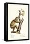 Slender Loris, 1824-Karl Joseph Brodtmann-Framed Stretched Canvas