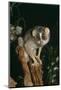 Slender Loris (Loris Tardigradus) Captive, Endangered, From Sri Lanka-Rod Williams-Mounted Photographic Print