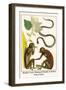 Slender Loris, Moonseed Family and Snakes from Ceylon-Albertus Seba-Framed Art Print