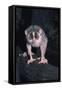 Slender Loris-null-Framed Stretched Canvas