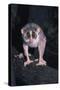 Slender Loris-null-Stretched Canvas