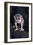 Slender Loris-null-Framed Photographic Print