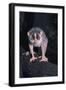 Slender Loris-null-Framed Photographic Print