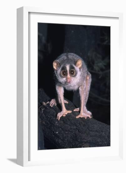 Slender Loris-null-Framed Photographic Print