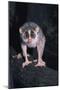 Slender Loris-null-Mounted Photographic Print