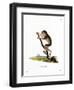 Slender Loris-null-Framed Giclee Print