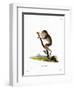 Slender Loris-null-Framed Giclee Print