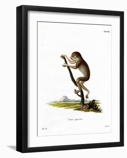 Slender Loris-null-Framed Giclee Print