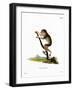 Slender Loris-null-Framed Giclee Print