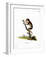 Slender Loris-null-Framed Giclee Print