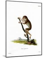 Slender Loris-null-Mounted Giclee Print