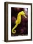 Slender Seahorse (Hippocampus Reidi), also known as the Longsnout Seahorse. Wildlife Animal.-Vladimir Wrangel-Framed Photographic Print