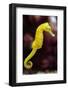 Slender Seahorse (Hippocampus Reidi), also known as the Longsnout Seahorse. Wildlife Animal.-Vladimir Wrangel-Framed Photographic Print