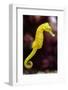 Slender Seahorse (Hippocampus Reidi), also known as the Longsnout Seahorse. Wildlife Animal.-Vladimir Wrangel-Framed Photographic Print