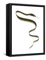 Slender Snipe Eel (Nemichthys Scolopaceus), Deep Sea Fishes-Encyclopaedia Britannica-Framed Stretched Canvas