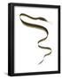 Slender Snipe Eel (Nemichthys Scolopaceus), Deep Sea Fishes-Encyclopaedia Britannica-Framed Poster