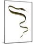 Slender Snipe Eel (Nemichthys Scolopaceus), Deep Sea Fishes-Encyclopaedia Britannica-Mounted Poster
