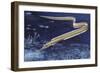 Slender Snipe Eel (Nemichthys Scolopaceus), Nemichthyidae-null-Framed Giclee Print