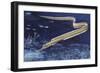 Slender Snipe Eel (Nemichthys Scolopaceus), Nemichthyidae-null-Framed Giclee Print