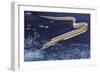 Slender Snipe Eel (Nemichthys Scolopaceus), Nemichthyidae-null-Framed Giclee Print