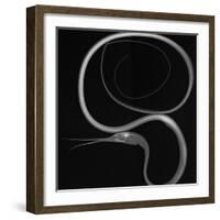 Slender Snipe Eel-Sandra J. Raredon-Framed Art Print