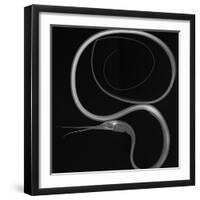 Slender Snipe Eel-Sandra J. Raredon-Framed Art Print