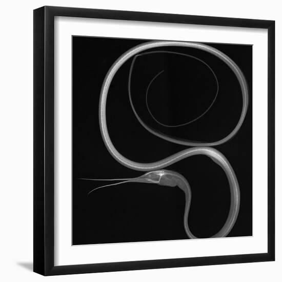 Slender Snipe Eel-Sandra J. Raredon-Framed Art Print