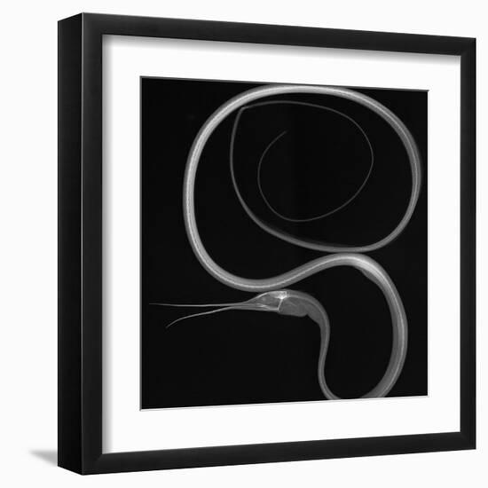 Slender Snipe Eel-Sandra J. Raredon-Framed Art Print