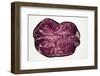 Slice of a Truffle Potato, Backlit-Foodcollection-Framed Photographic Print